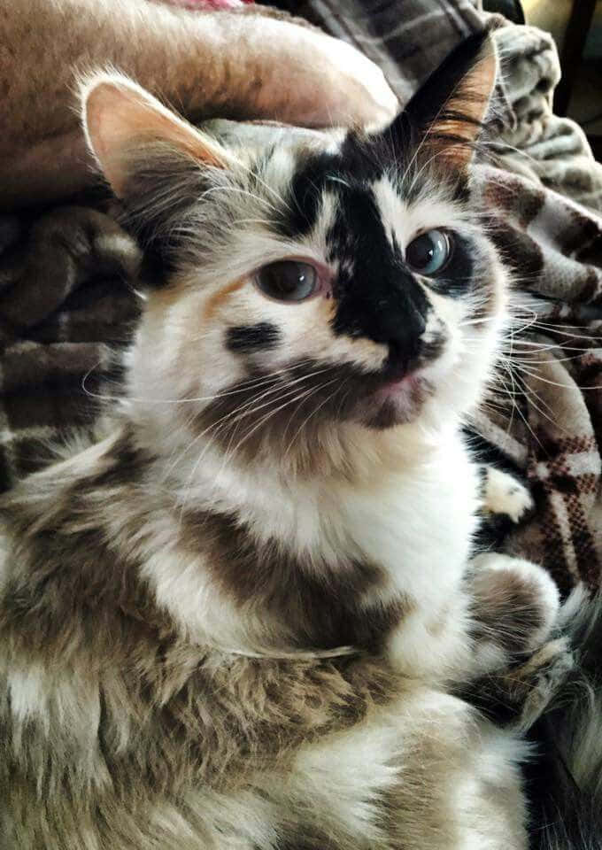 Pragtige Kaliko Kat Foto Muurpapier