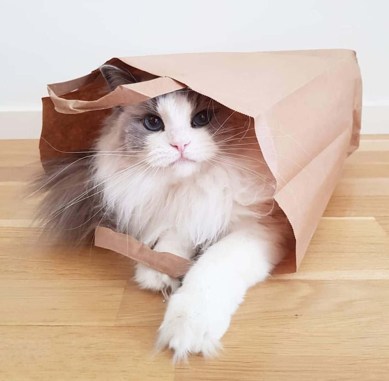 Pragtige Kat Binne 'n Papiersak Prent Muurpapier