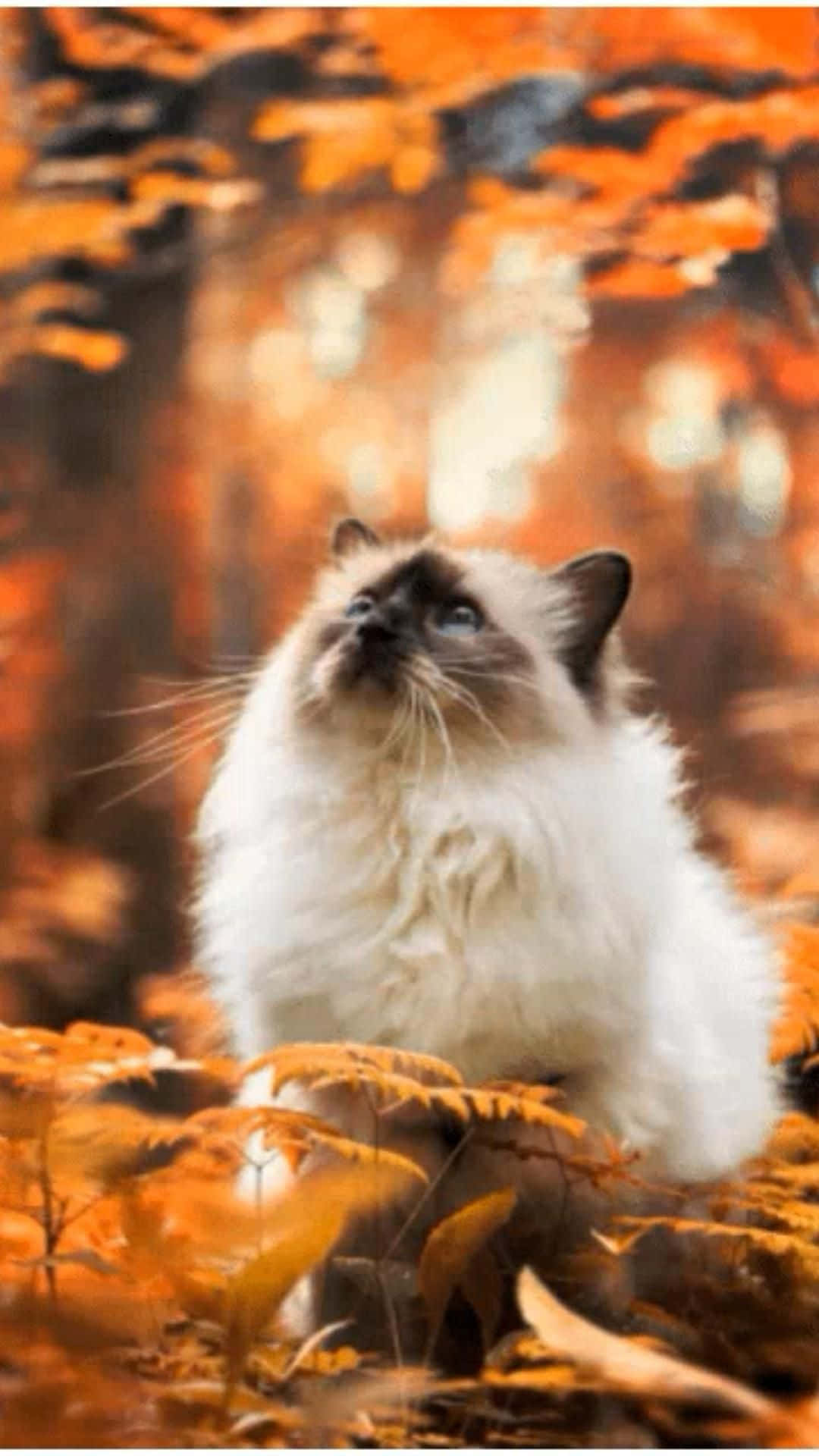 Pragtige Kat in die Bos Prent Muurpapier