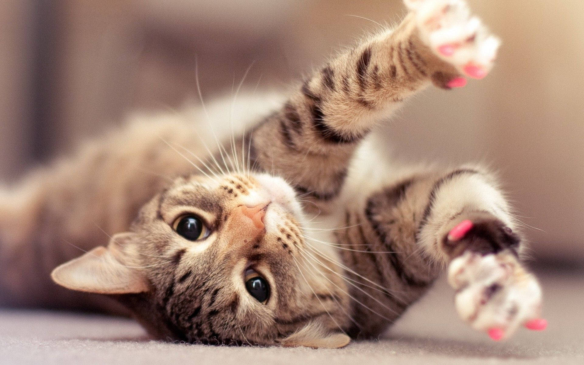 Pragtige Kat met Pienk Kloutjies Muurpapier