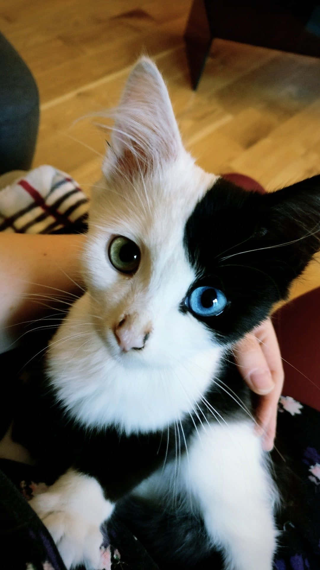 Pragtige Kat Met Groen en Blou Oë Prent Muurpapier