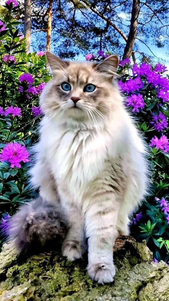 Pragtige Kat Op Pers Blomme Prent Muurpapier