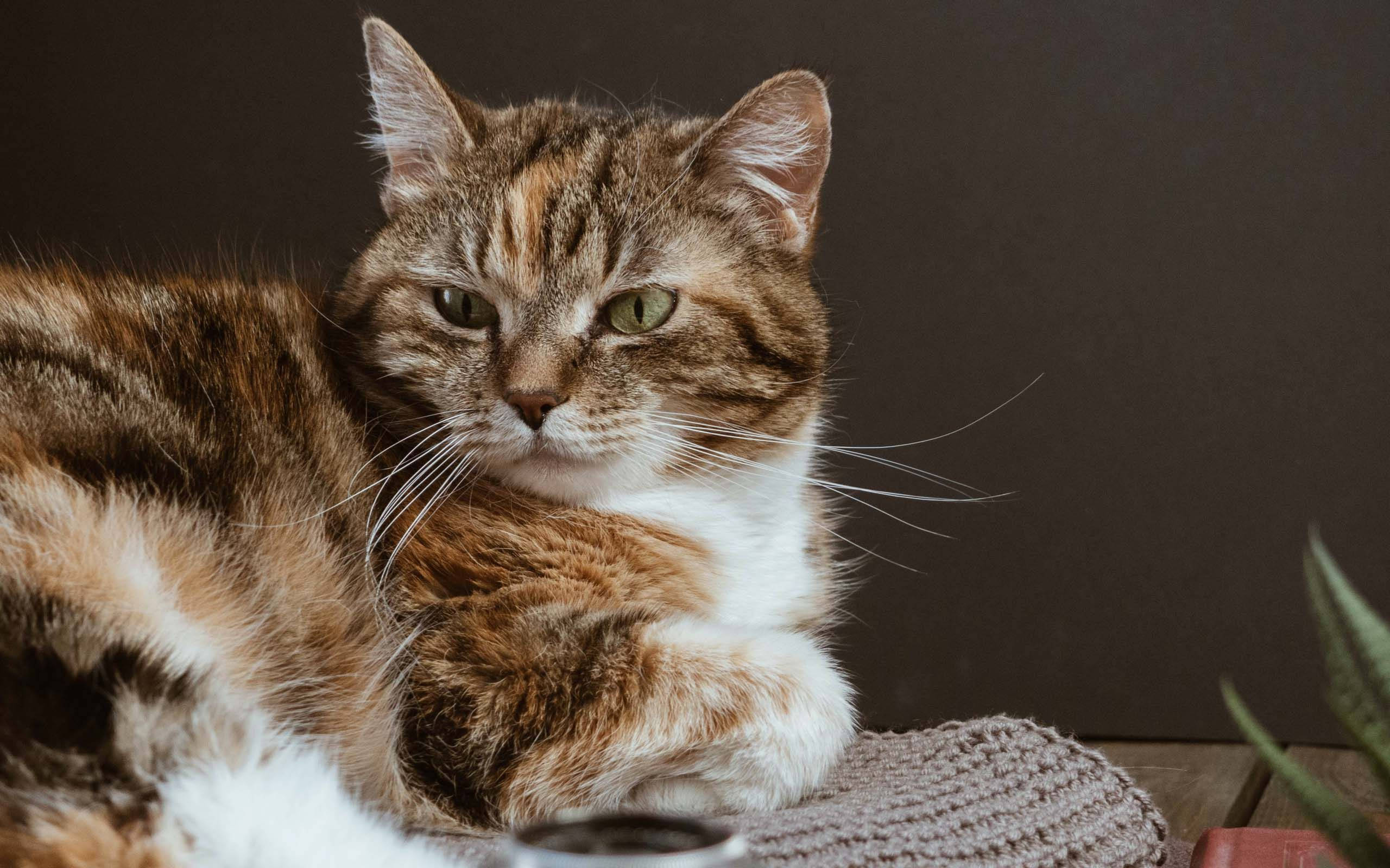 Pragtige Kat Op Grys Mat Muurpapier