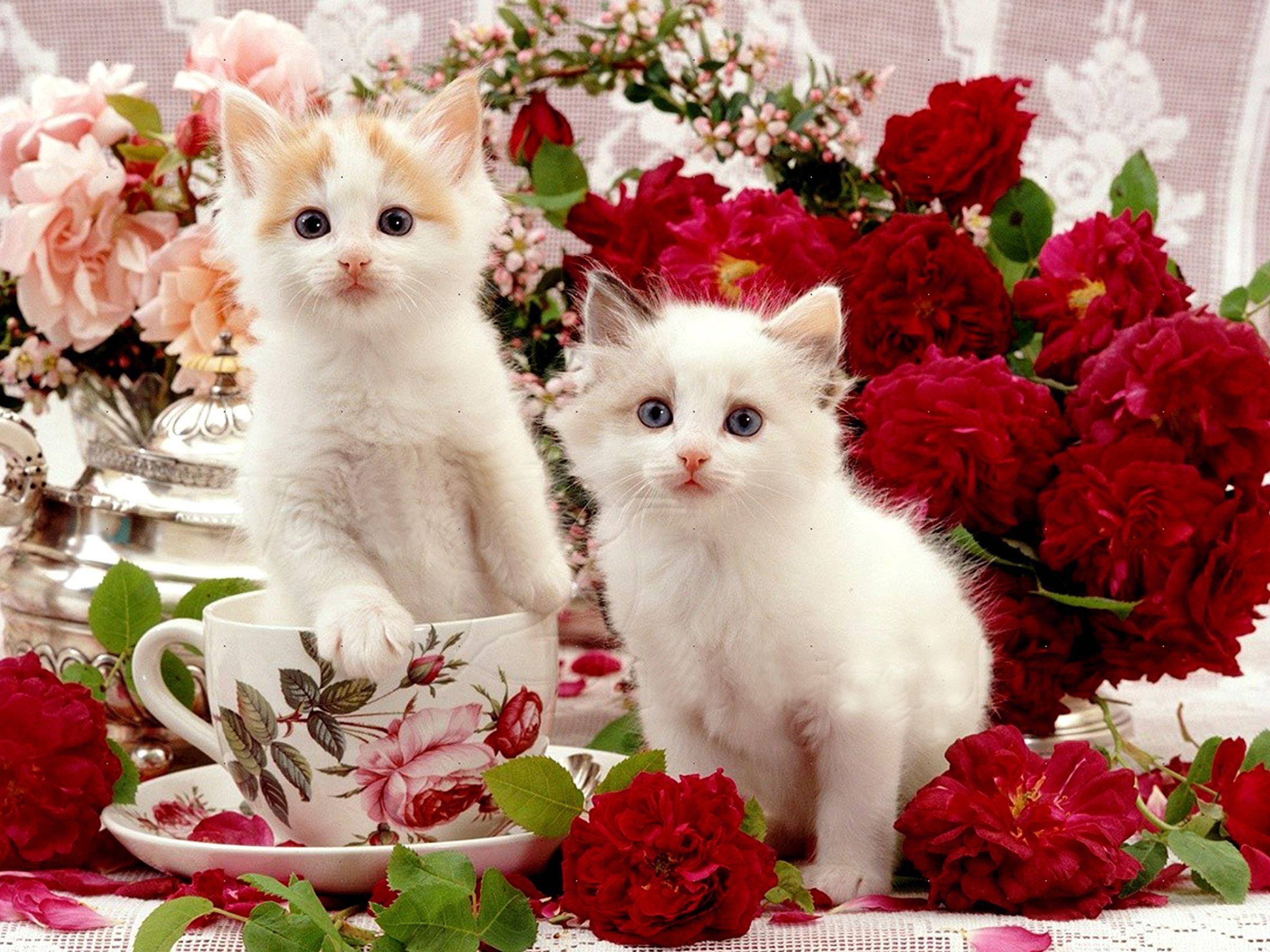 Pragtige Katte op Tafel met Blomme Muurpapier
