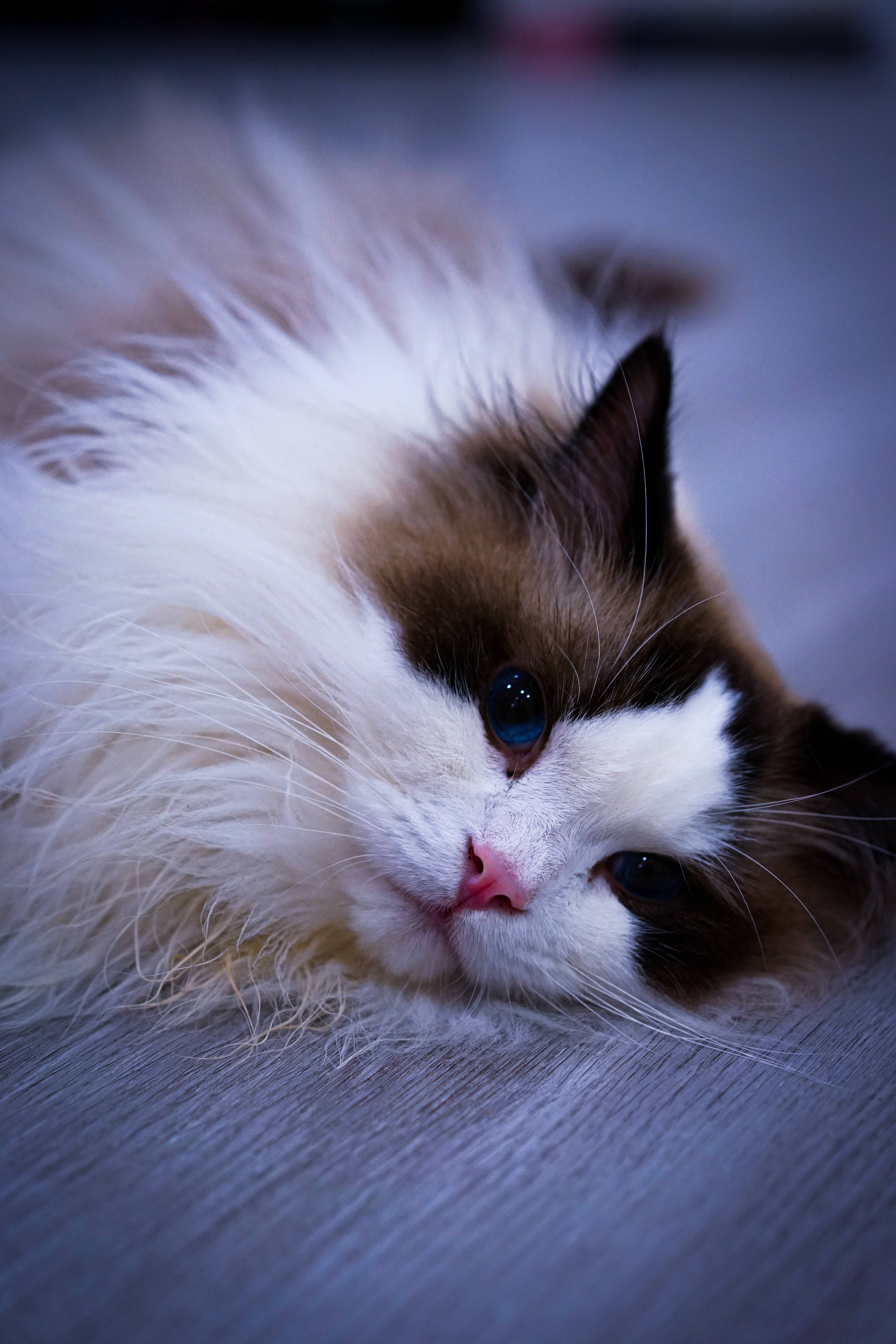 Pragtige Kawaii Kat Op Bed Muurpapier