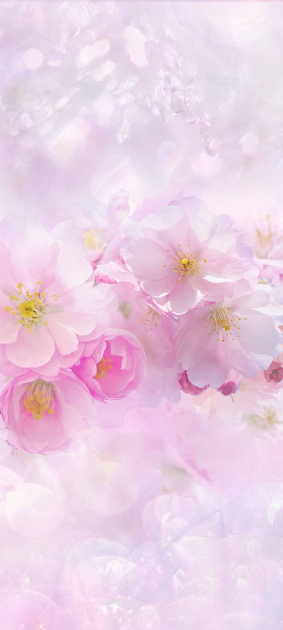 Pragtige Lente Pienk en Wit Sakura Blomme Muurpapier