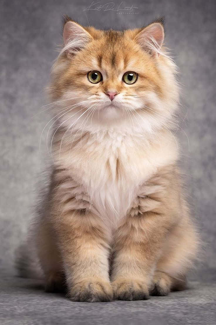 Pragtige Ligbruin Katfoto Muurpapier