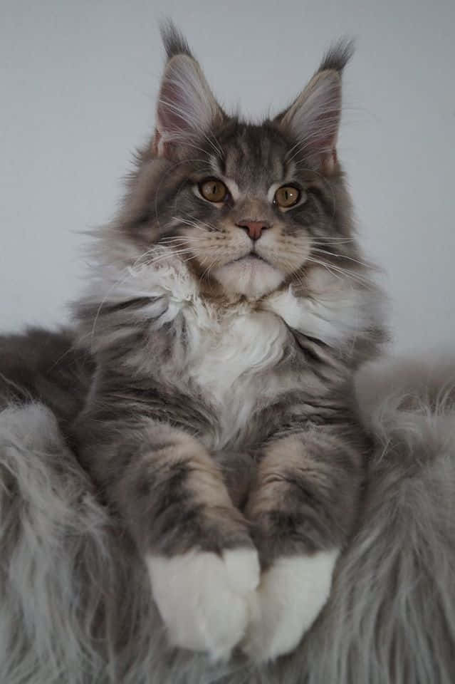 Pragtige Maine Coon Kat Sit Prent Muurpapier