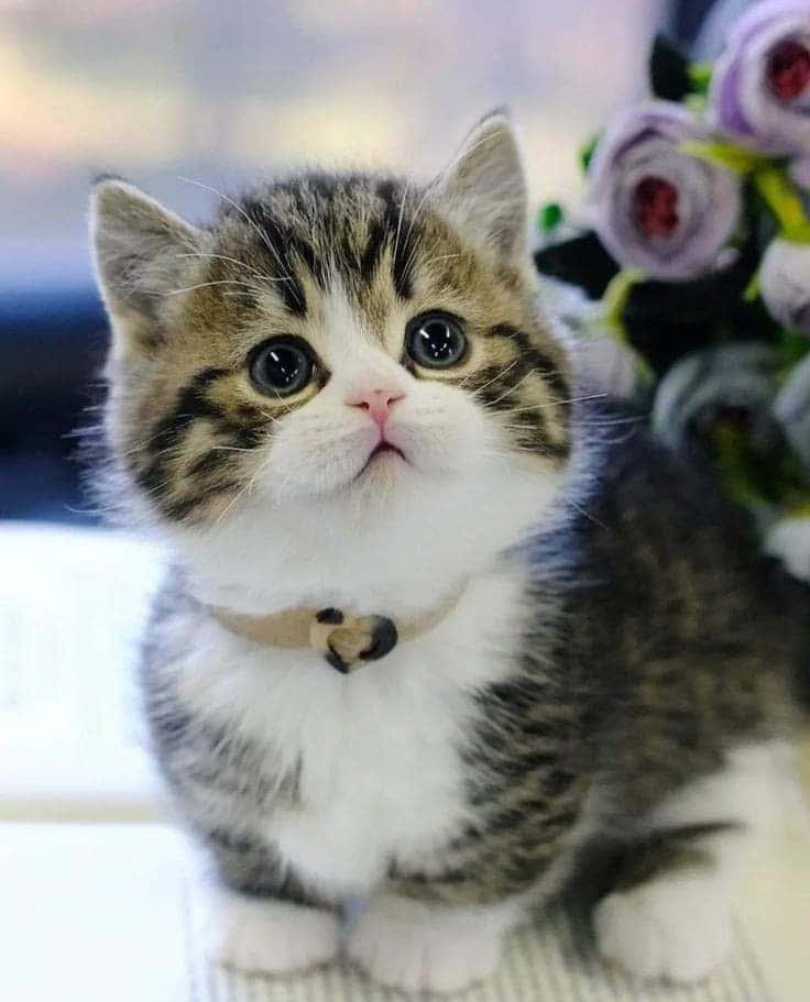 Pragtige Munchkin Kat Prent Muurpapier