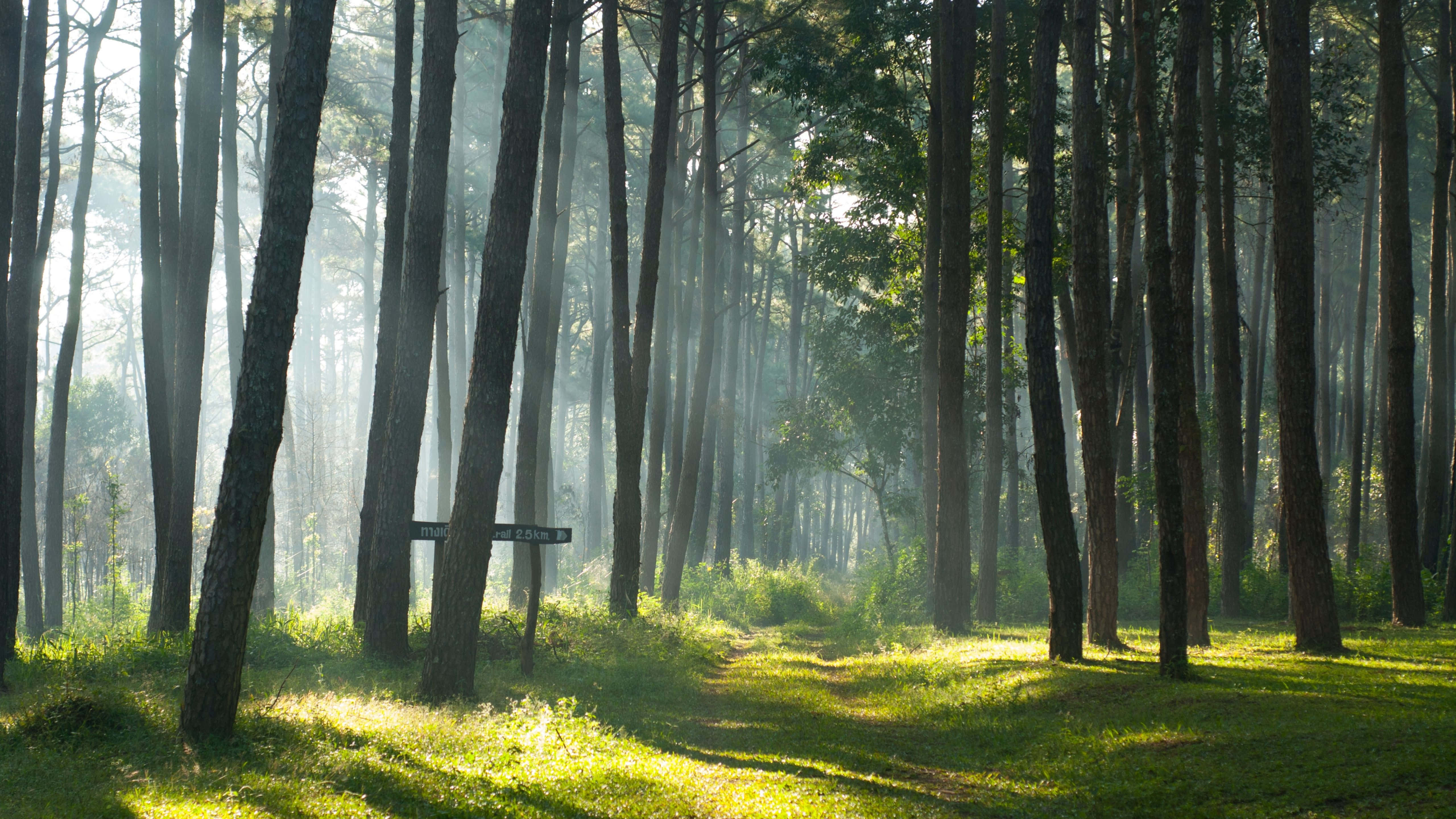 Pragtige Natuurtonel met Flora en Fauna Muurpapier