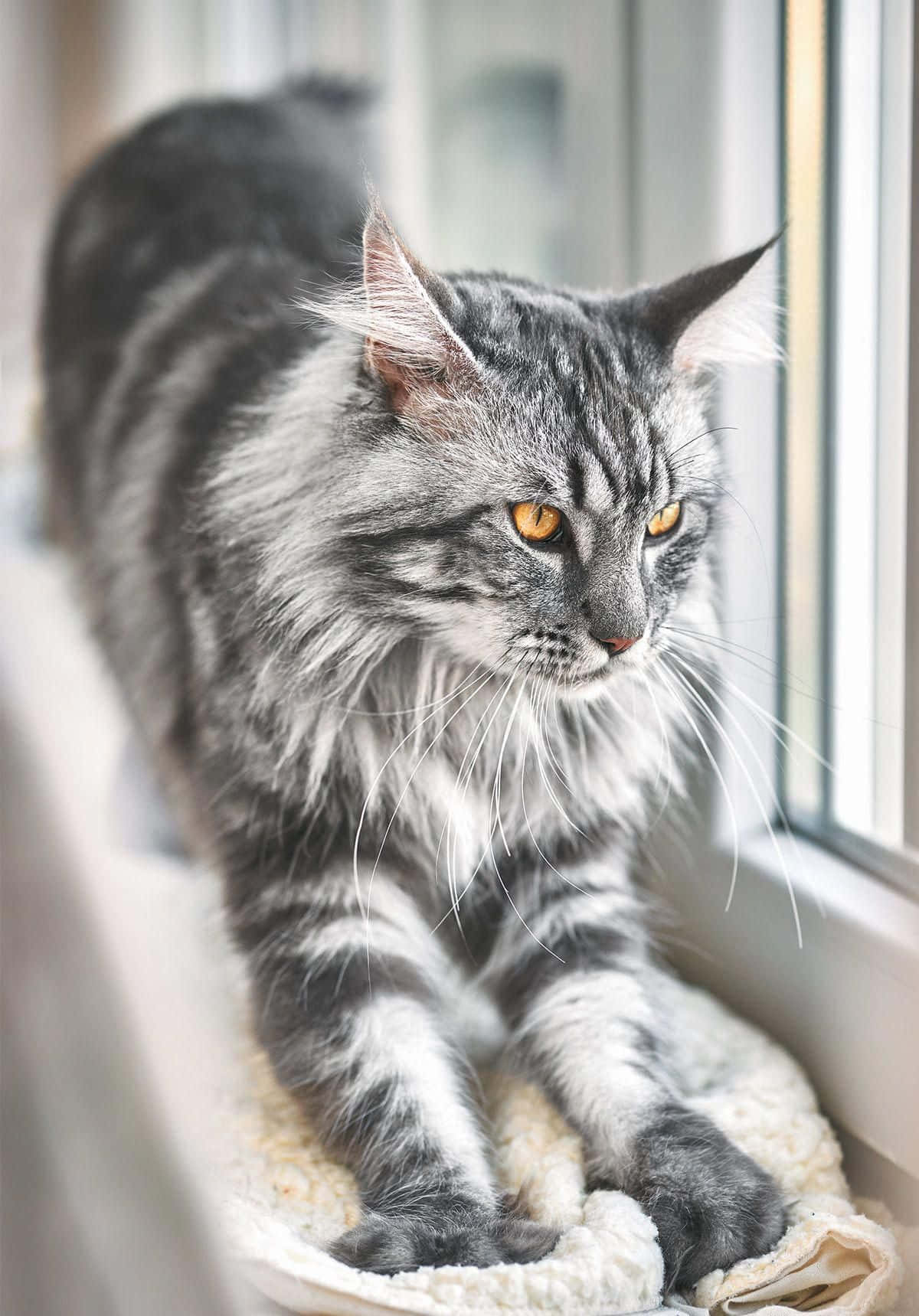 Pragtige Oranje-oog Kat Prent Muurpapier
