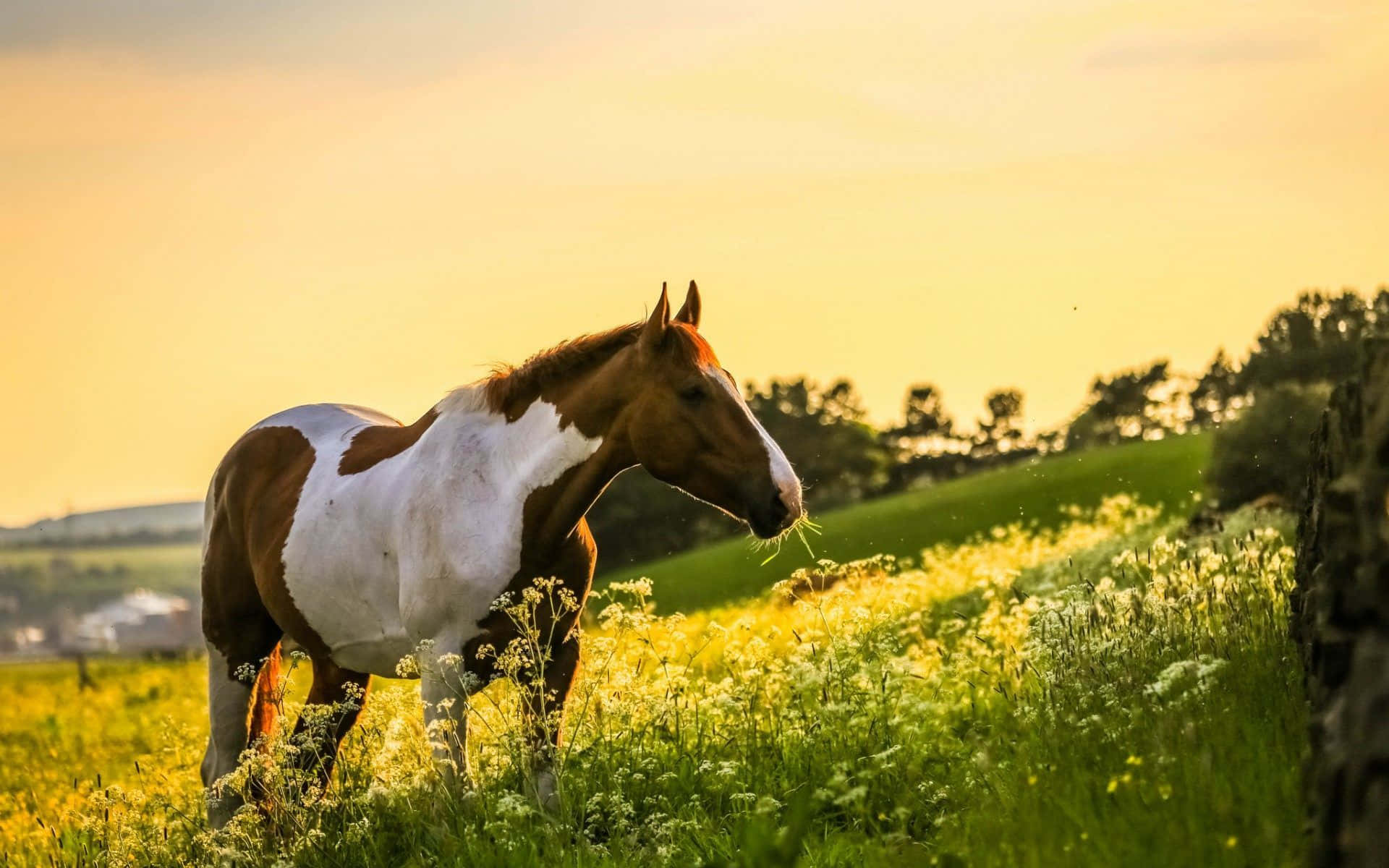 Pragtige Perd in die Veld met Wildblomme Prent Muurpapier