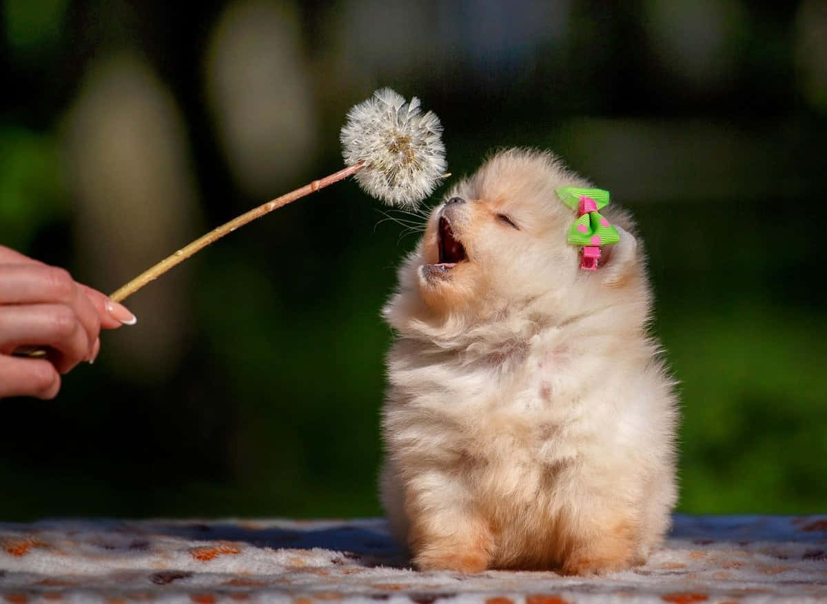 Pragtige Pomeranian Hondjie Prent Muurpapier