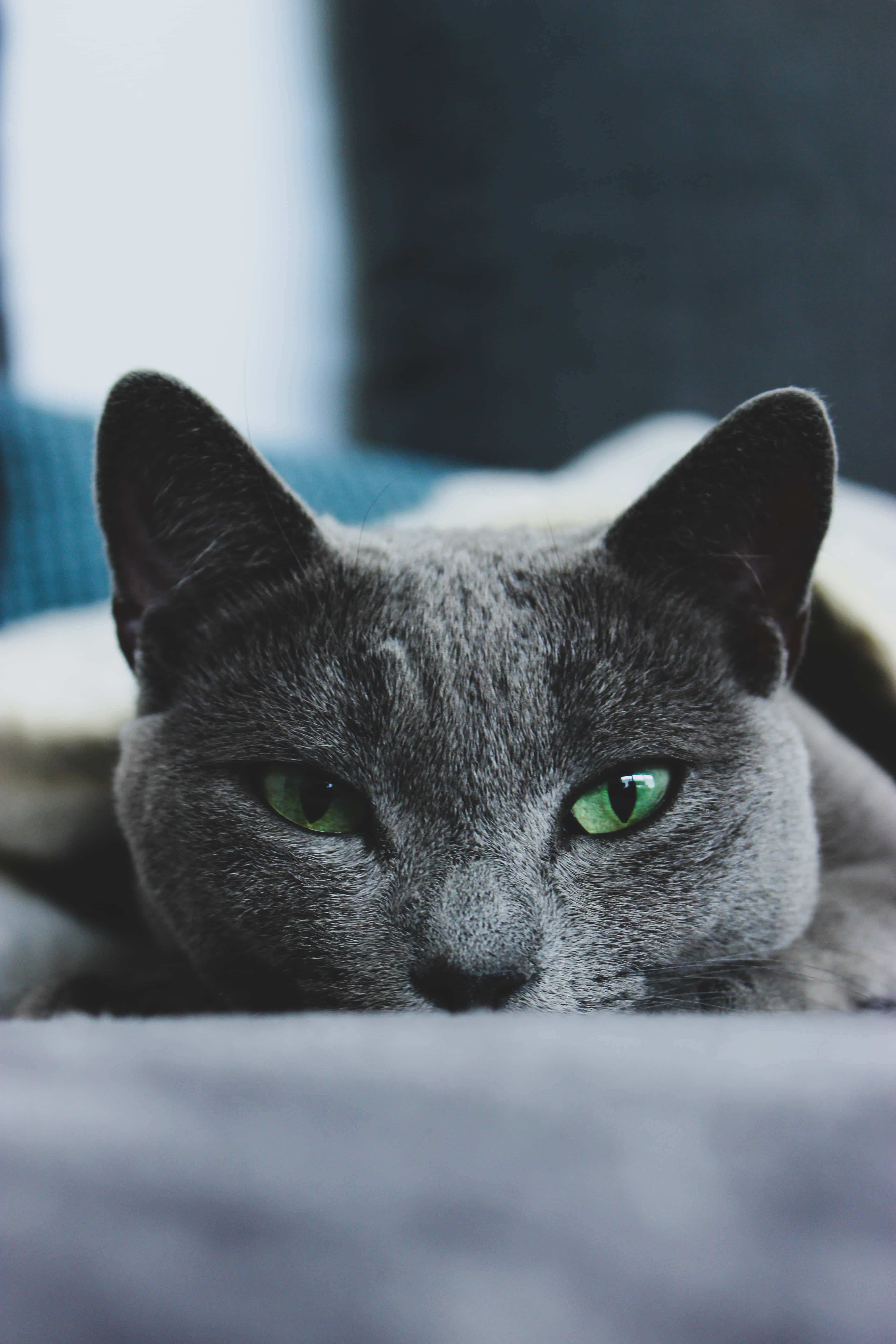 Pragtige Russiese Blou Kat wat langs 'n Bak Kos sit Muurpapier