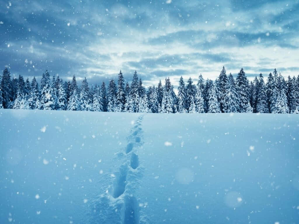 Pragtige Sneeuspoor Prentjie Muurpapier