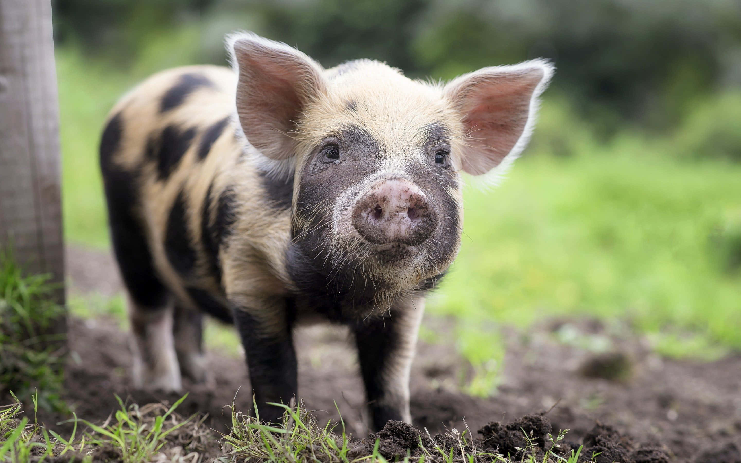Pragtige Varkie wat die Platteland Geniet Muurpapier