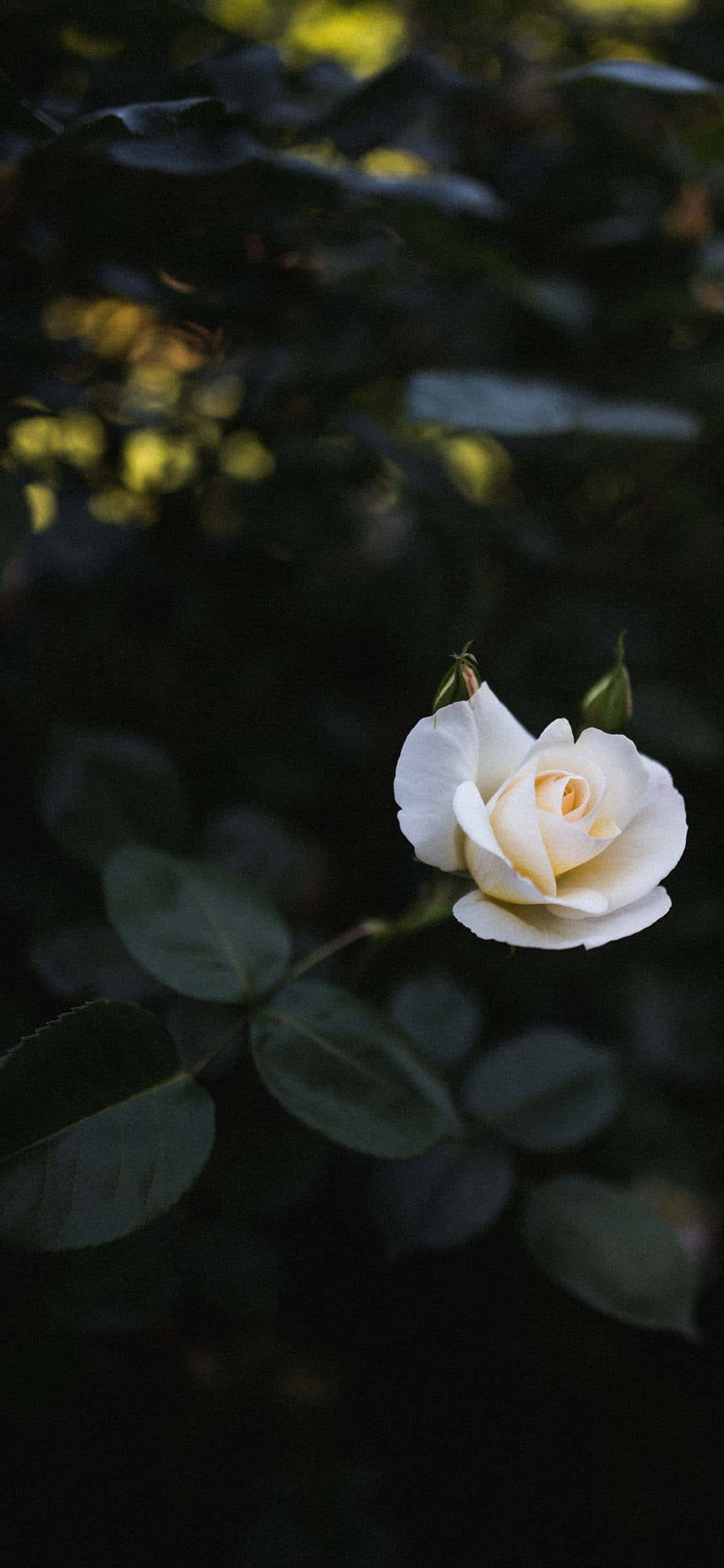 Pragtige Wit Rose Muurpapier