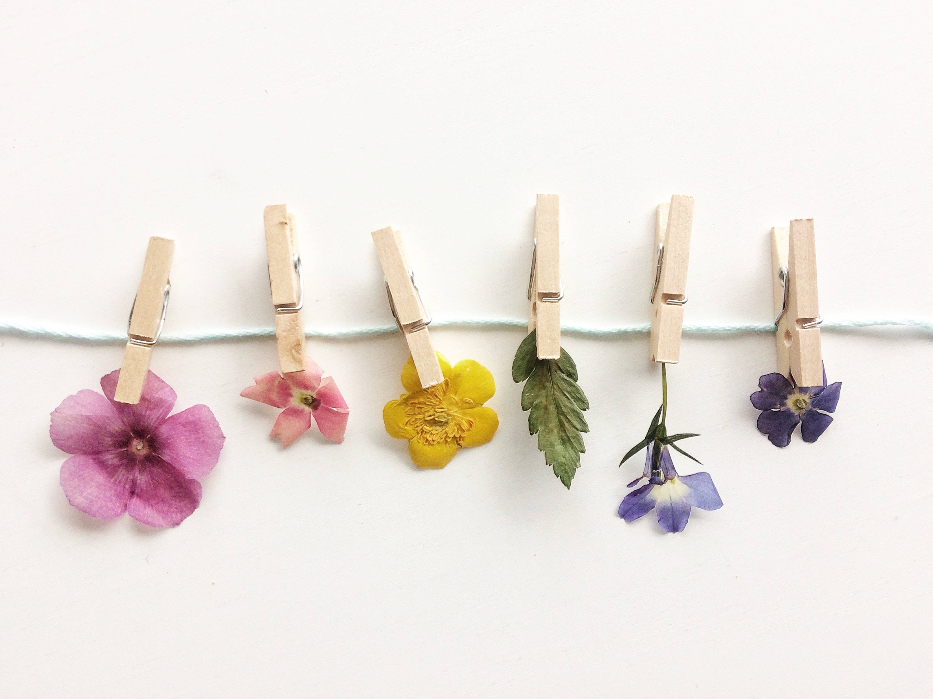 Preppy Estetika Gedroogde Blomme Muurpapier