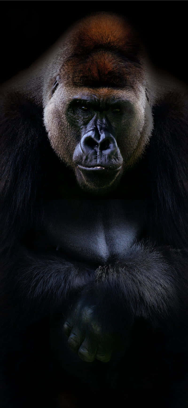 Professionele Portret Beste Gorilla Agtergrond Muurpapier