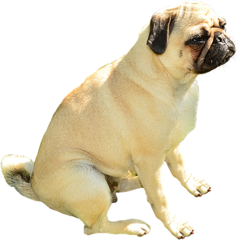 Pug Hond Sit Swart Agtergrond Muurpapier