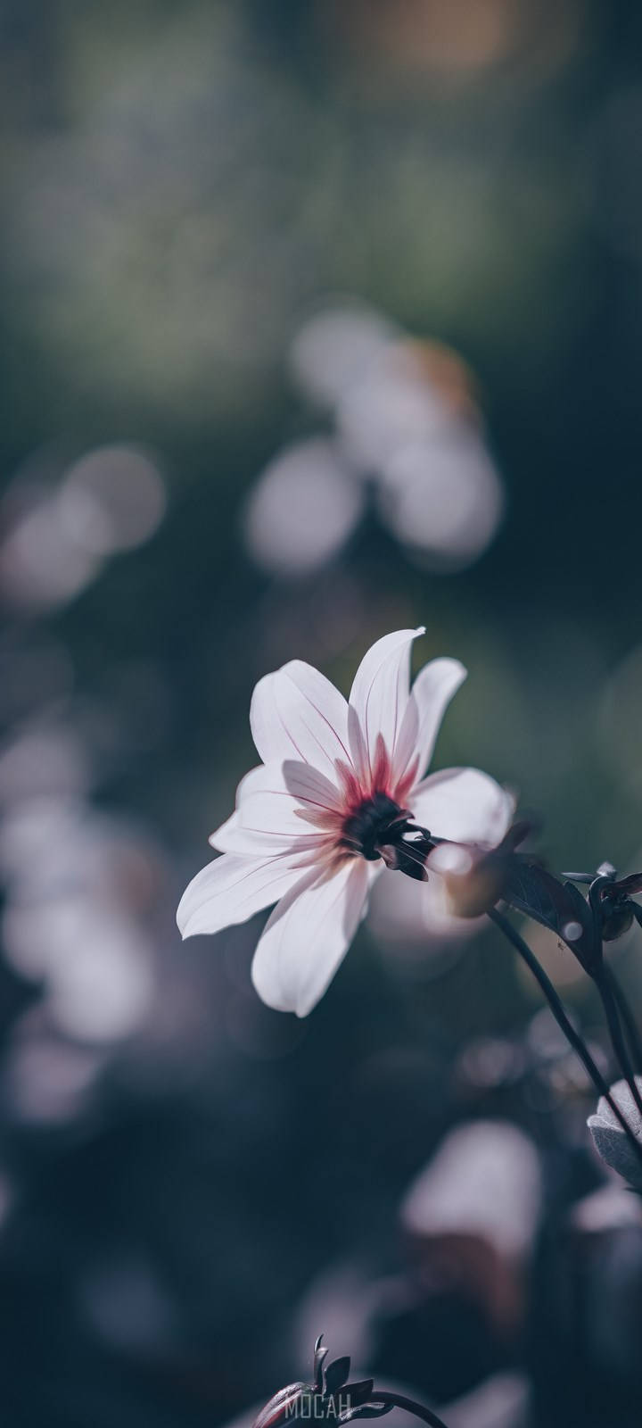 Realme 7 Pro Ligpienk Blom Muurpapier