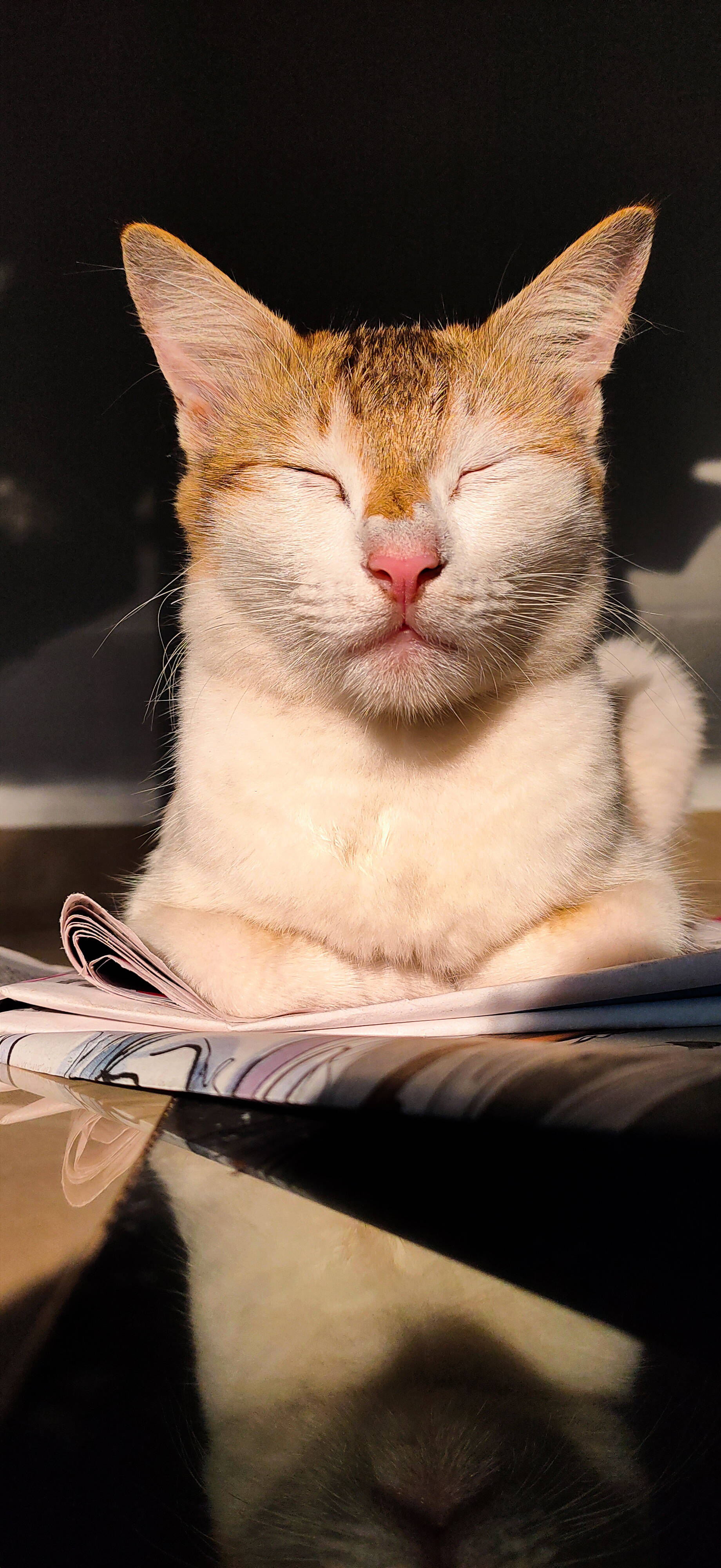 Realme Slaperige Kat Muurpapier