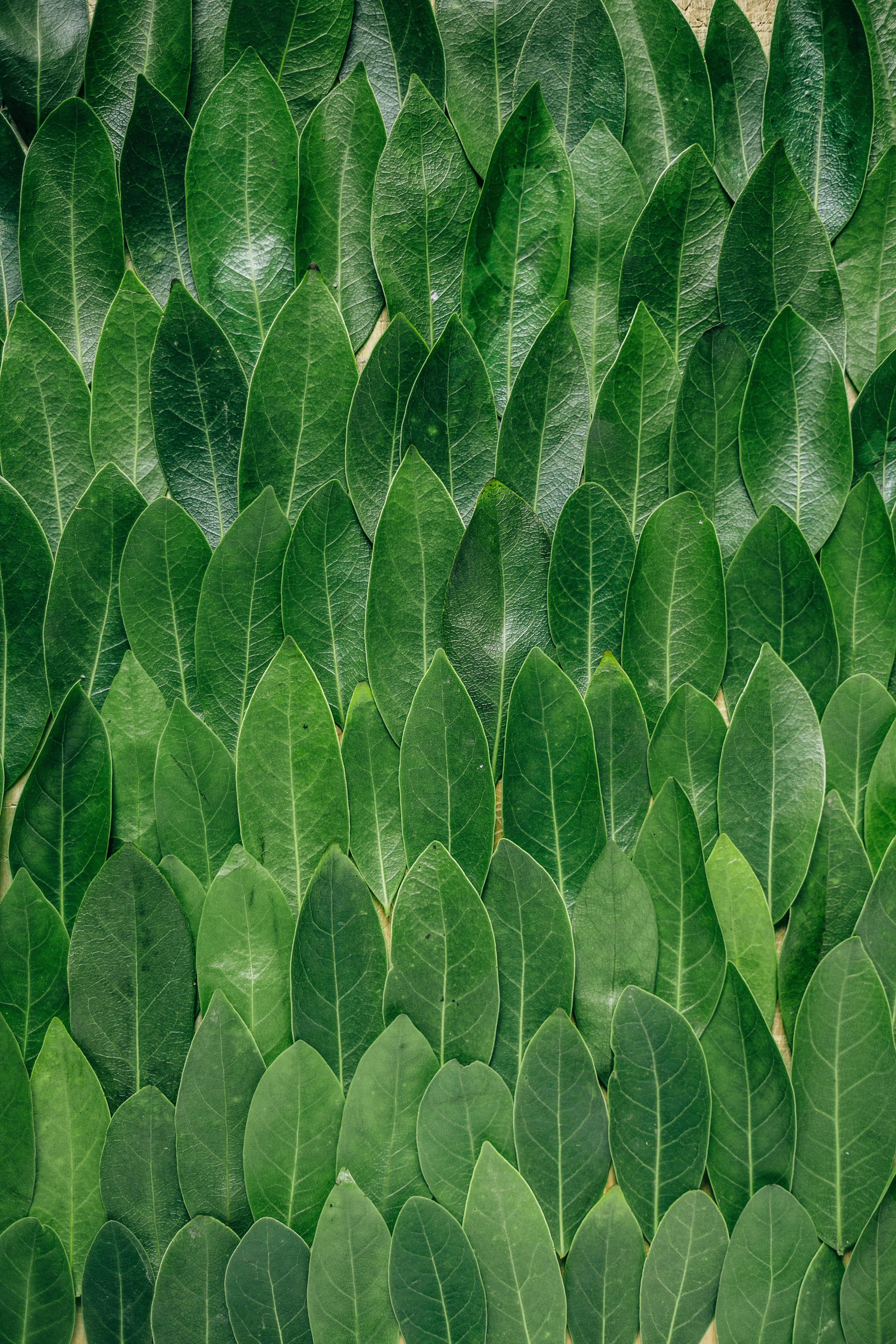 Redmi 4K Groen Blare Muurpapier