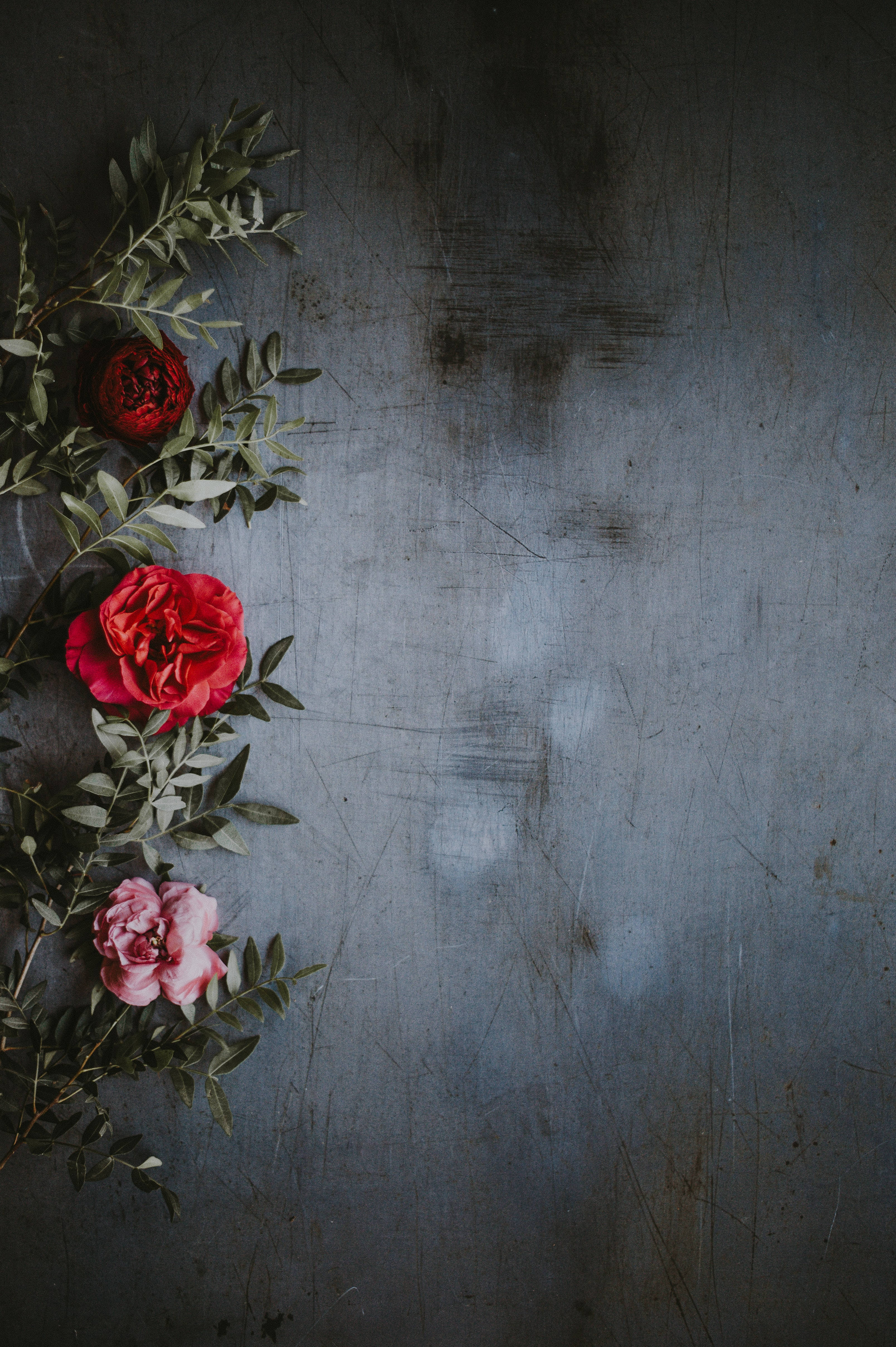Redmi 4K Rose Agtergrond Muurpapier