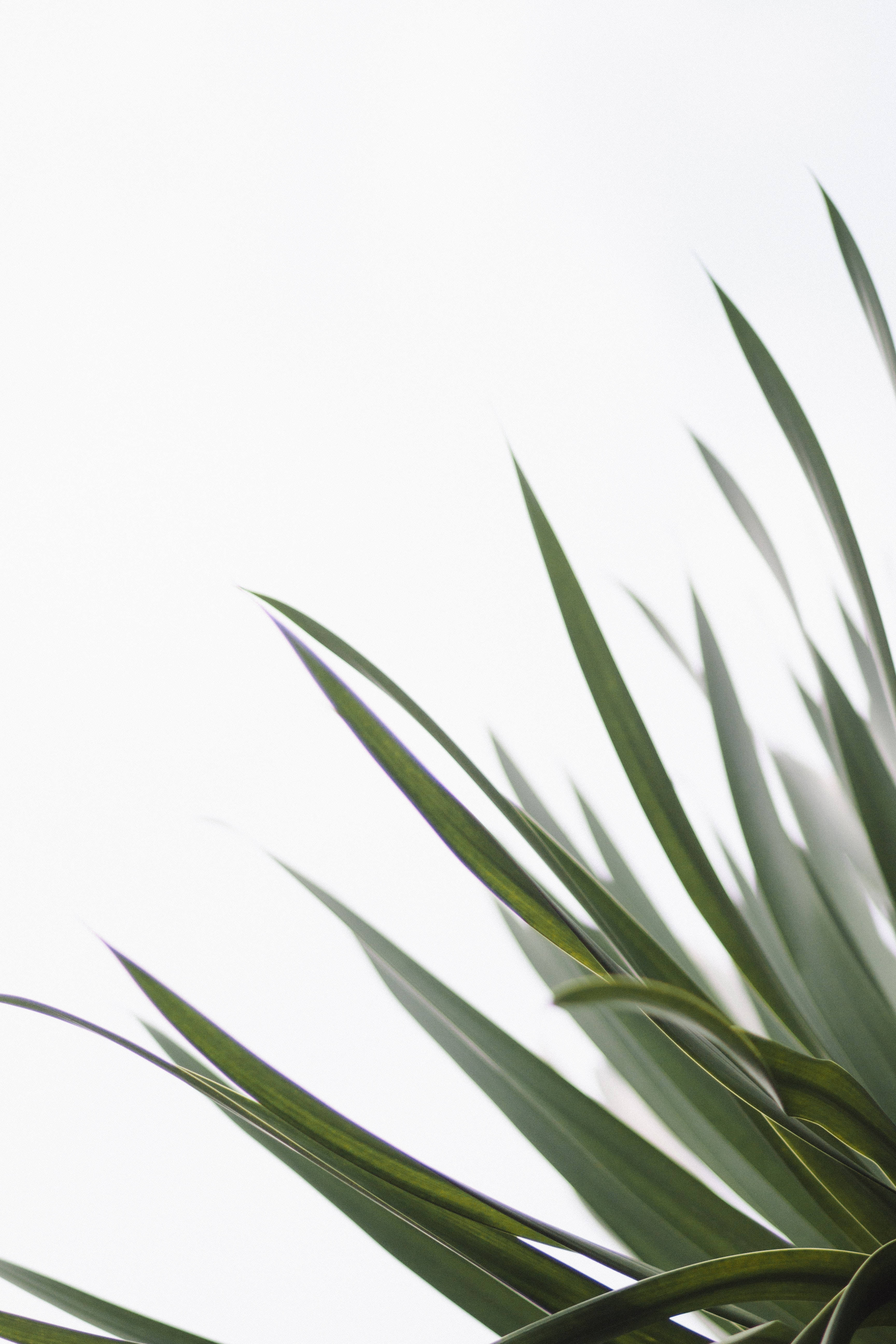 Redmi 4K Swaardplant Muurpapier