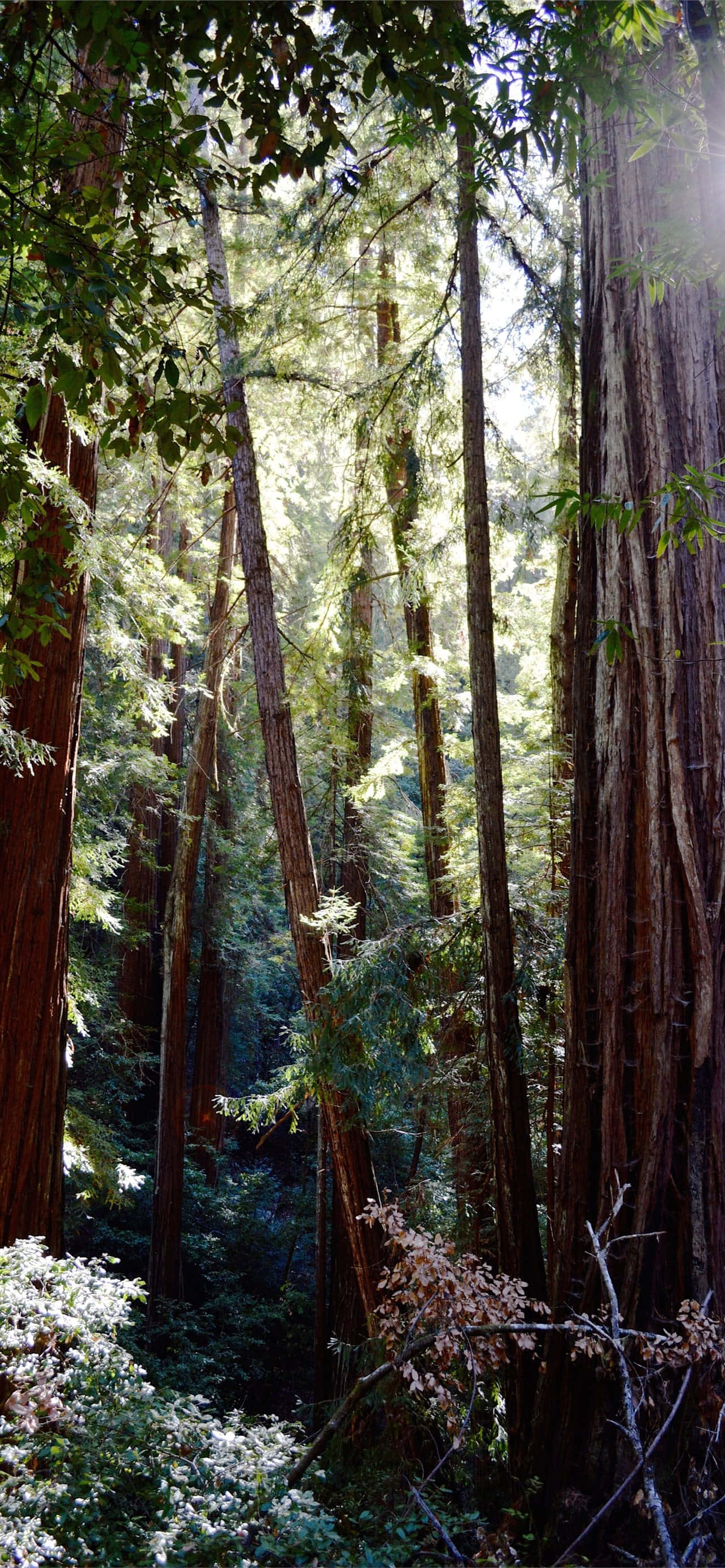 Redwood Nasionale Park Digte Houtbos Muurpapier