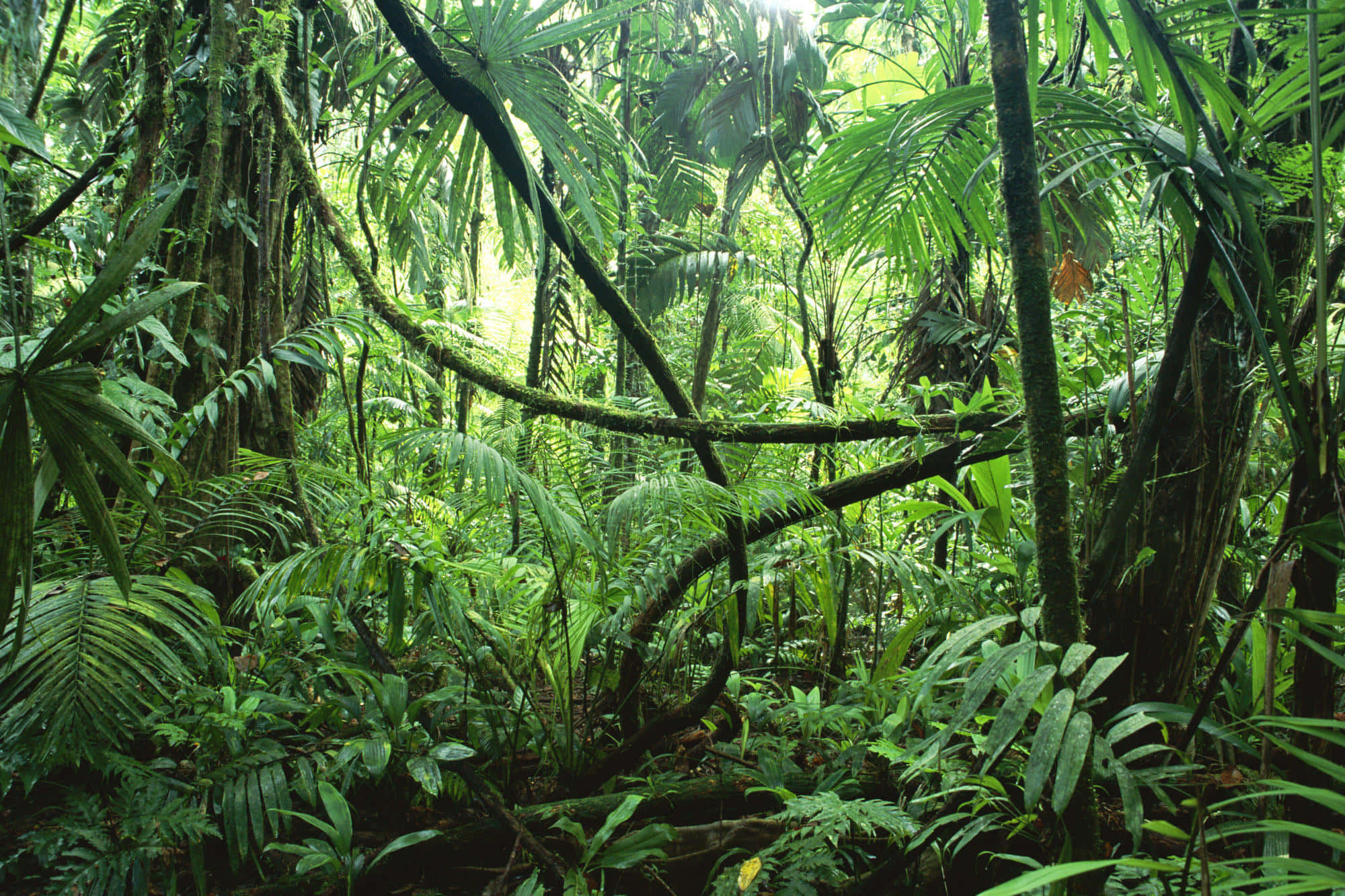 Reënwoud Agtergrond Muurpapier