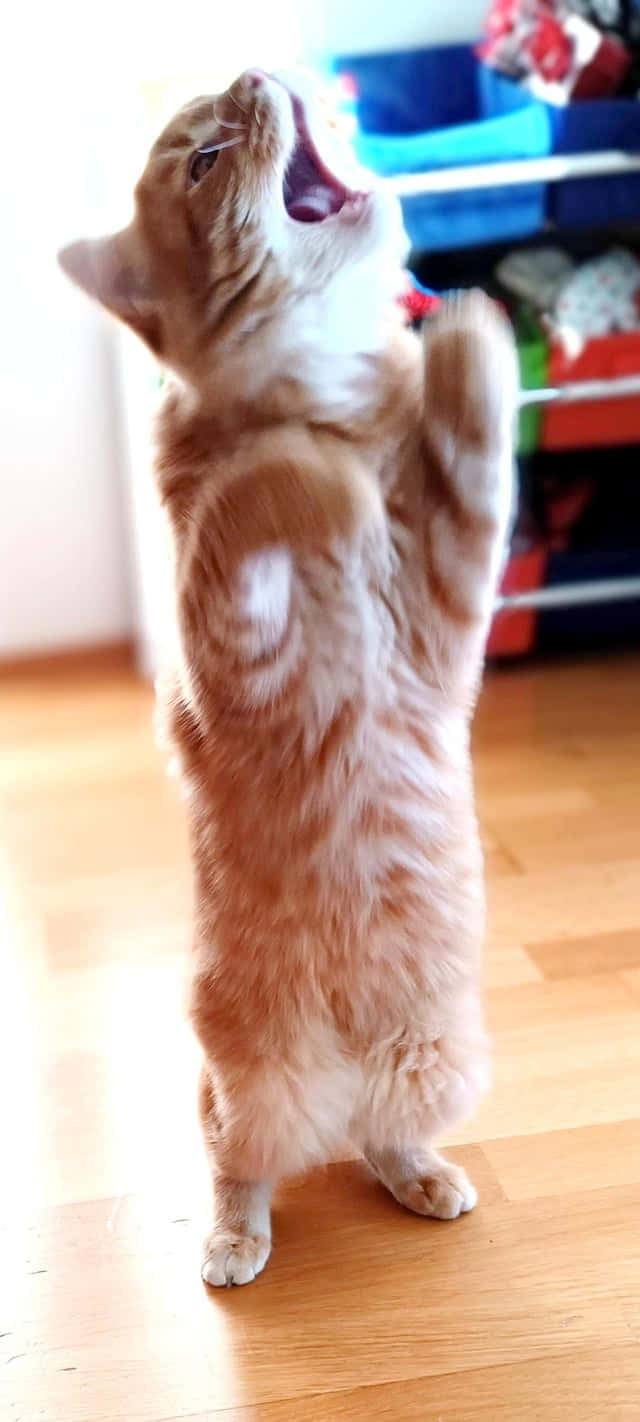Regop Dansende Kat.JPG Muurpapier