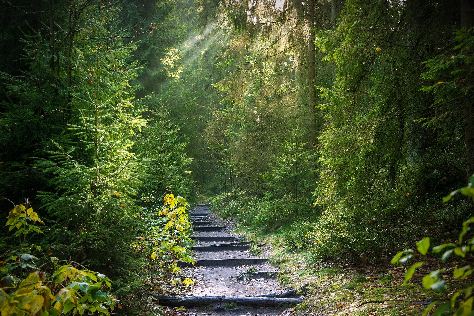 Reguit Roete in die Bos Muurpapier