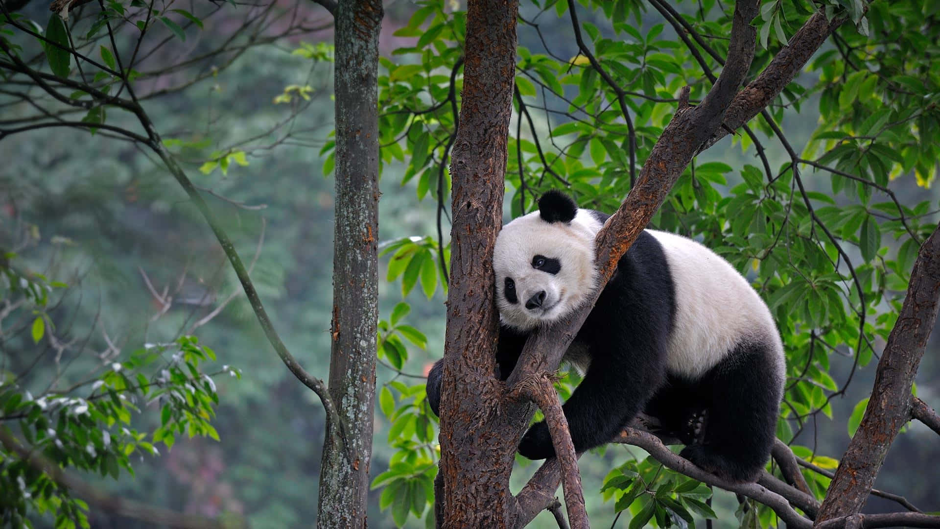 Reuse panda boomblare Muurpapier