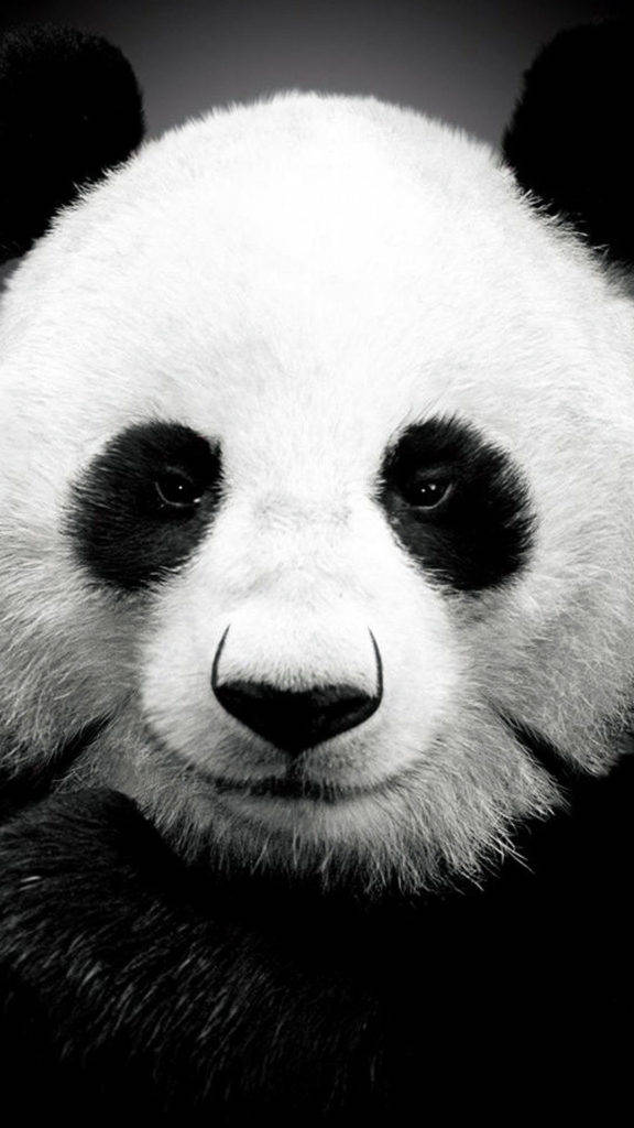 Reuse Panda iPhone 6 Muurpapier