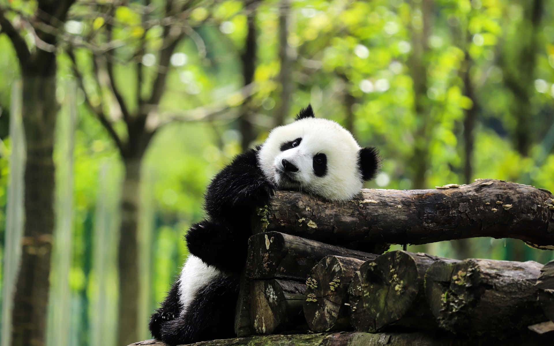 Reuse Panda Stapel Houtstompe