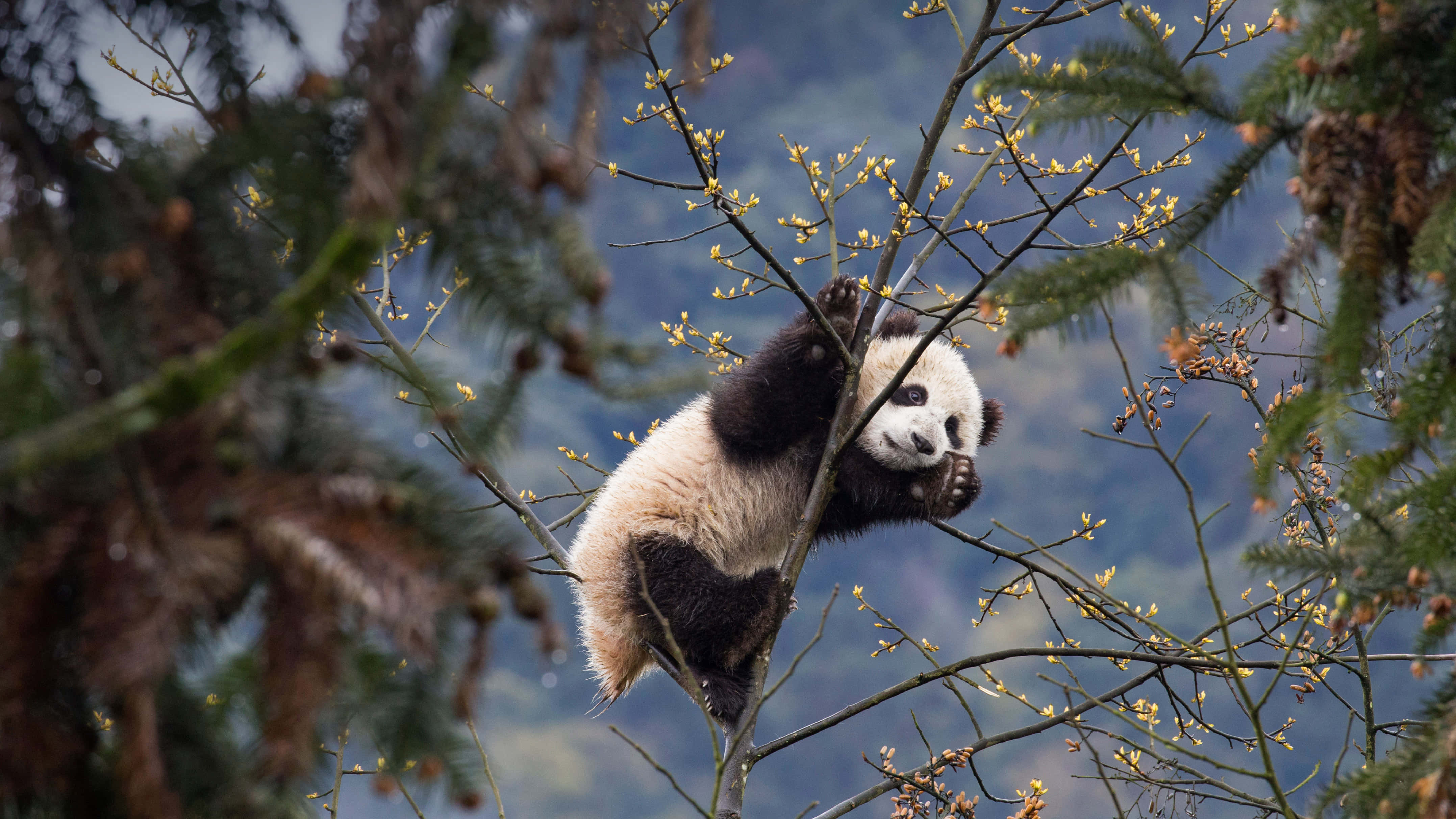 Reuse panda wat in 'n boom klim Muurpapier