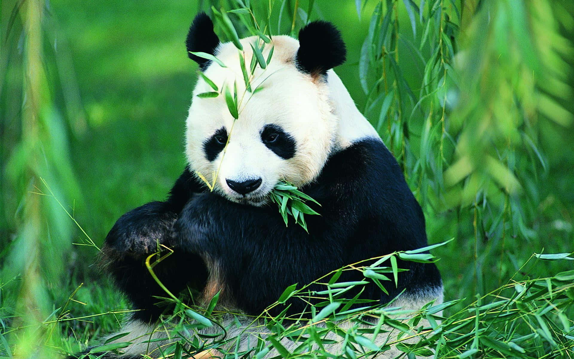 Reuse-panda wat blare eet