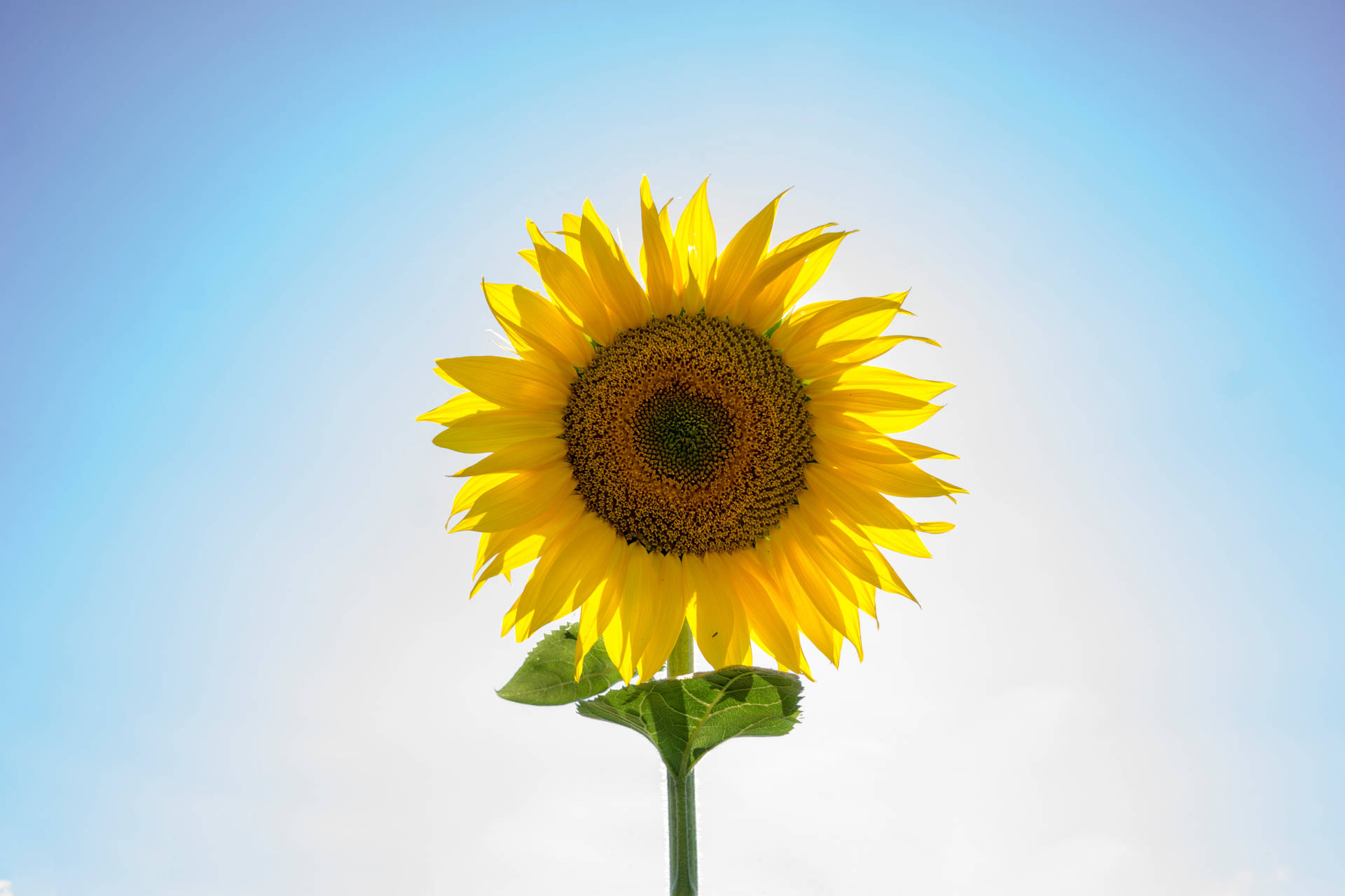 Nabyfoto van 'n geel sonneblom op 'n helder sonnige dag met 'n helder lug.