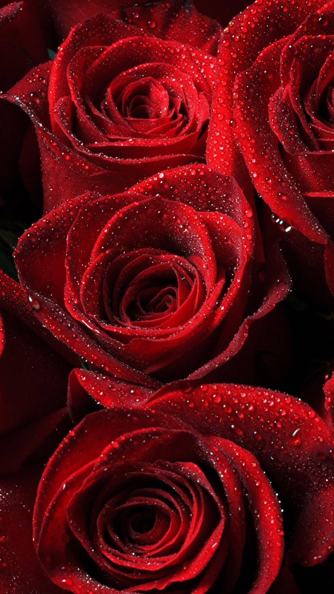 Romantiese en Pragtige Roosblomme Muurpapier