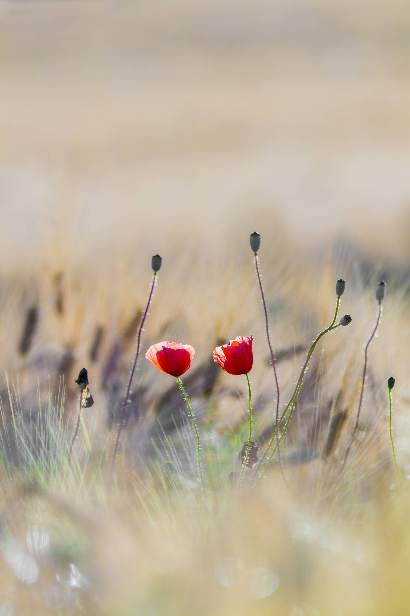 Rooi Blomme Op Veld Floral iPhone Muurpapier