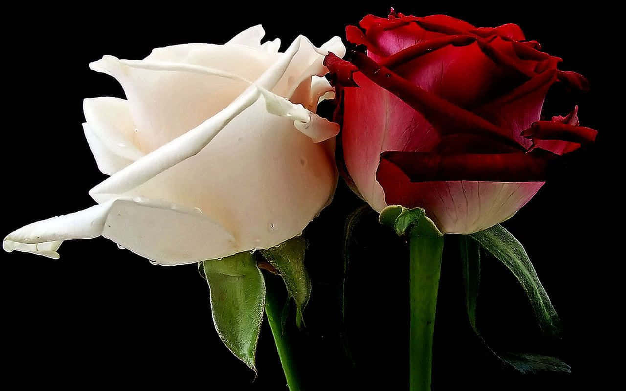 Rooi en Wit Rose op Swart Muurpapier