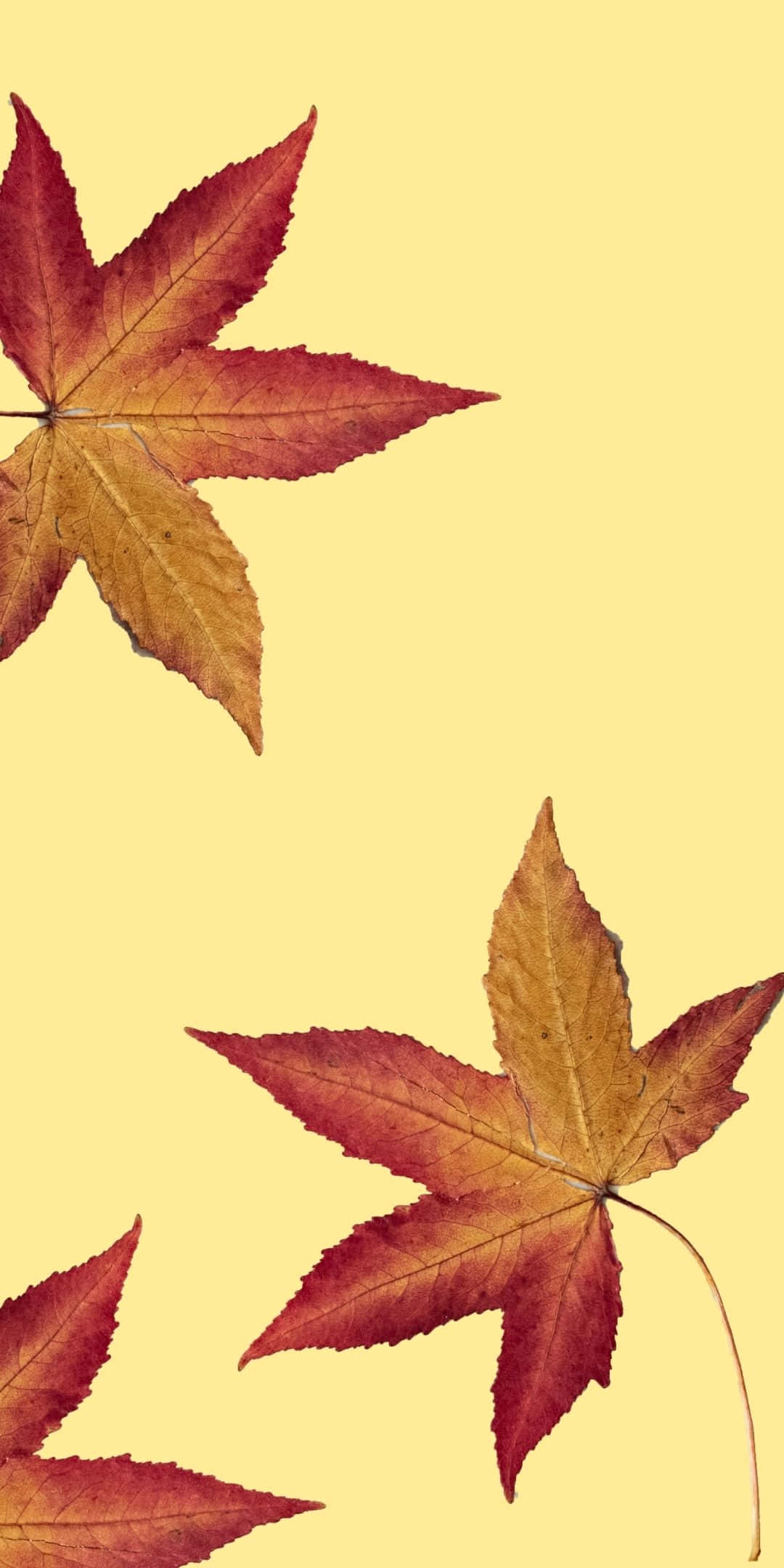 Rooi Esdoringblare Android Herfsagtergrond Muurpapier