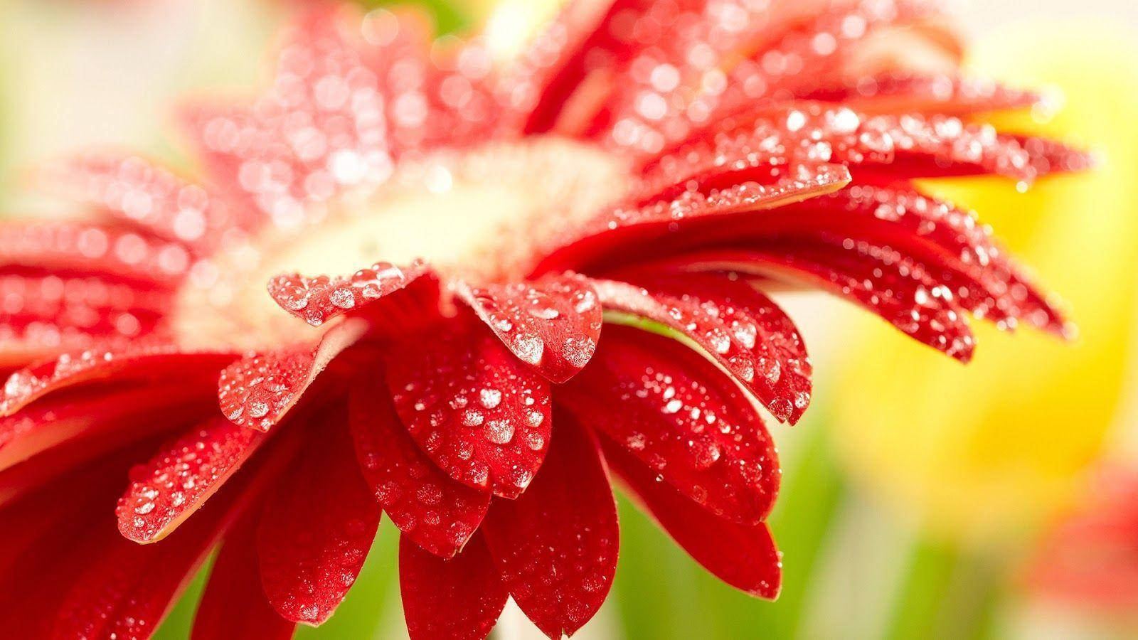 Rooi Gerbera Mooi Tafelagtergrond Muurpapier