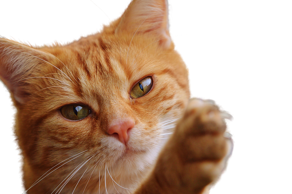 Rooi Kat wat Poot Optel Muurpapier