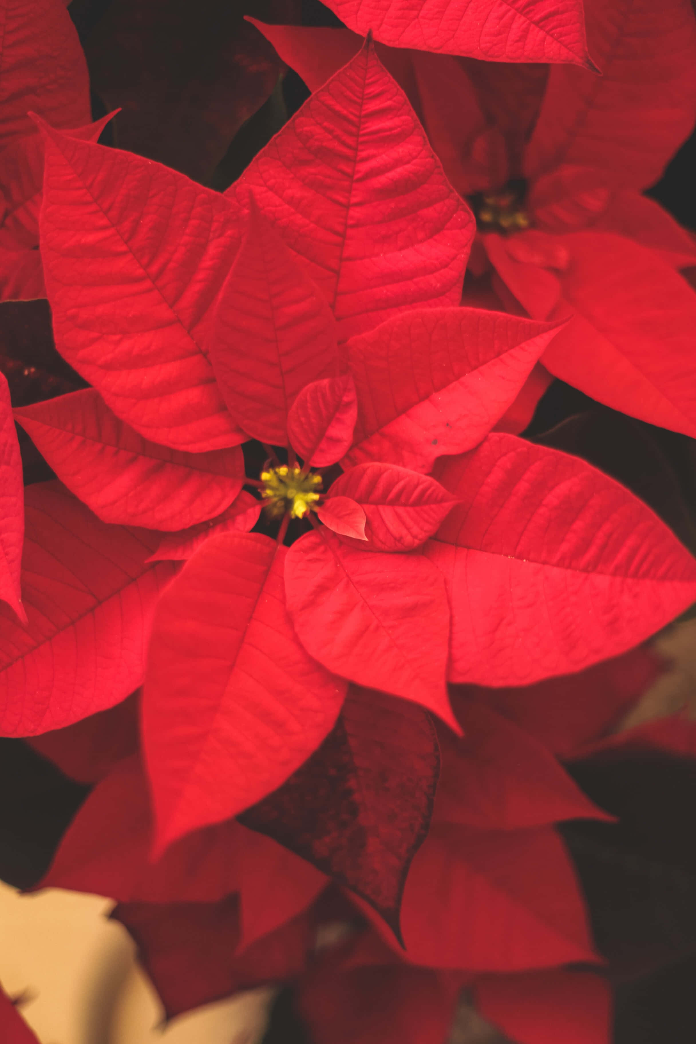 Rooi Kersblom Ornamente Kersfees Toneel Agtergrond Muurpapier