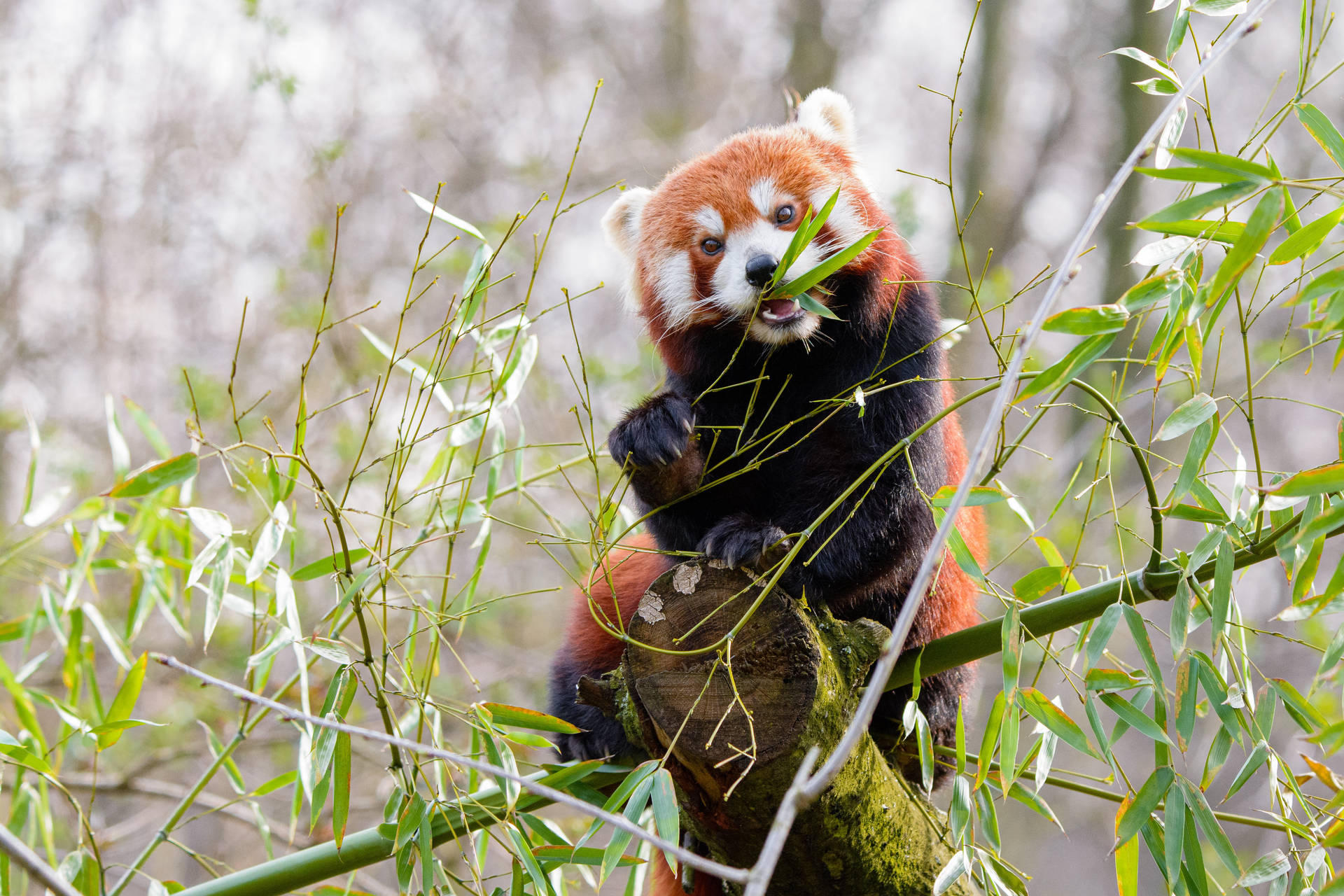 Rooi panda eet bamboesgras lessenaaragtergrond.