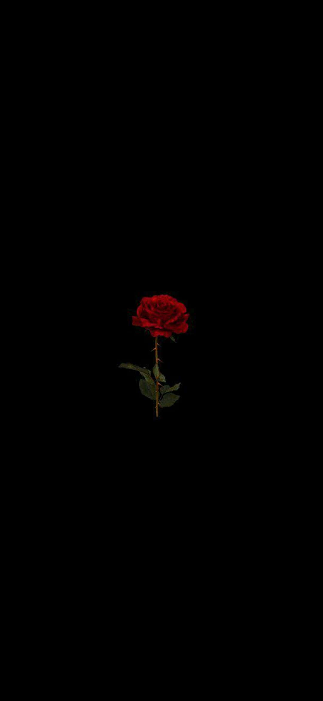 Rooi Roos Pixel 3XL AMOLED Agtergrond Muurpapier