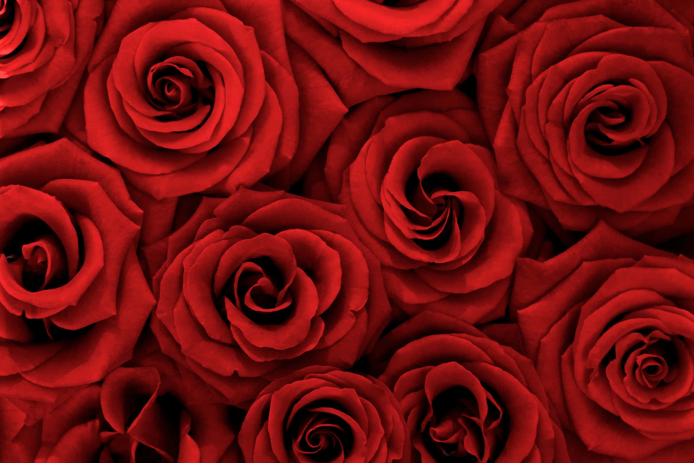 rooi rose agtergronde - agtergronde vir rekenaar Muurpapier