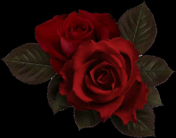 Rooi Rose Donker Agtergrond Muurpapier